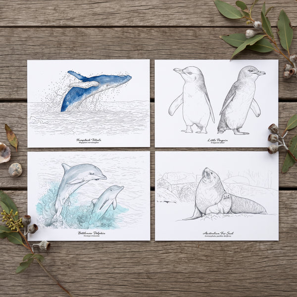 DIY Watercolour Postcard Kit – Southern Coast Vol. 1 (Humpback Whale, Little Penguin, Australian Fur Seal & Bottlenose Dolphin)