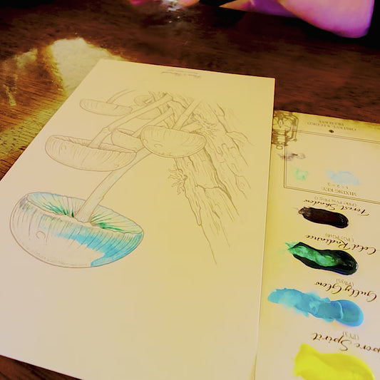 DIY Watercolour Postcard Kit – Tasmanian Fungi Vol. 1 (Ghost Fungus, Pixie's Parasol, Myrtle Orange & Anenome Stinkhorn)