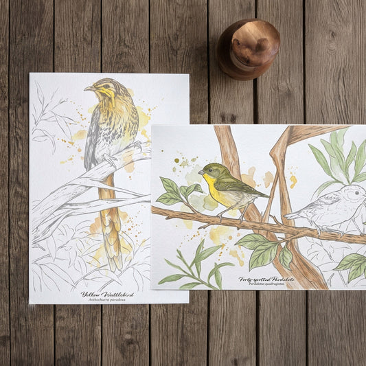 DIY watercolour postcard kit featuring four Tasmanian native birds including Green Rosella, Yellow Wattlebird, Forty-spotted Pardalote and Tasmanian Wedge-tailed Eagle